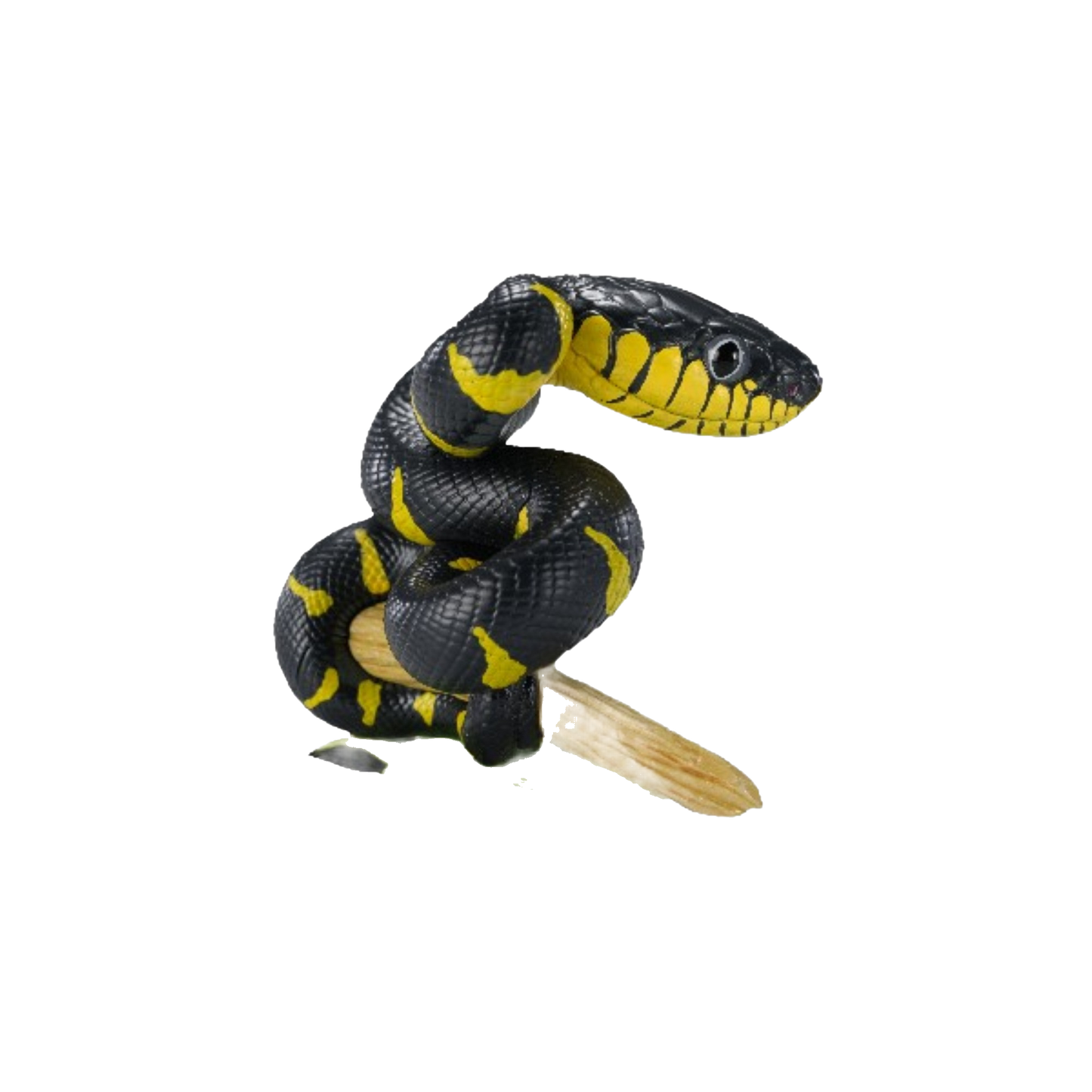 Gold-ringed Cat Snake | Boiga Dendrophila