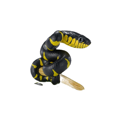 Gold-ringed Cat Snake | Boiga Dendrophila