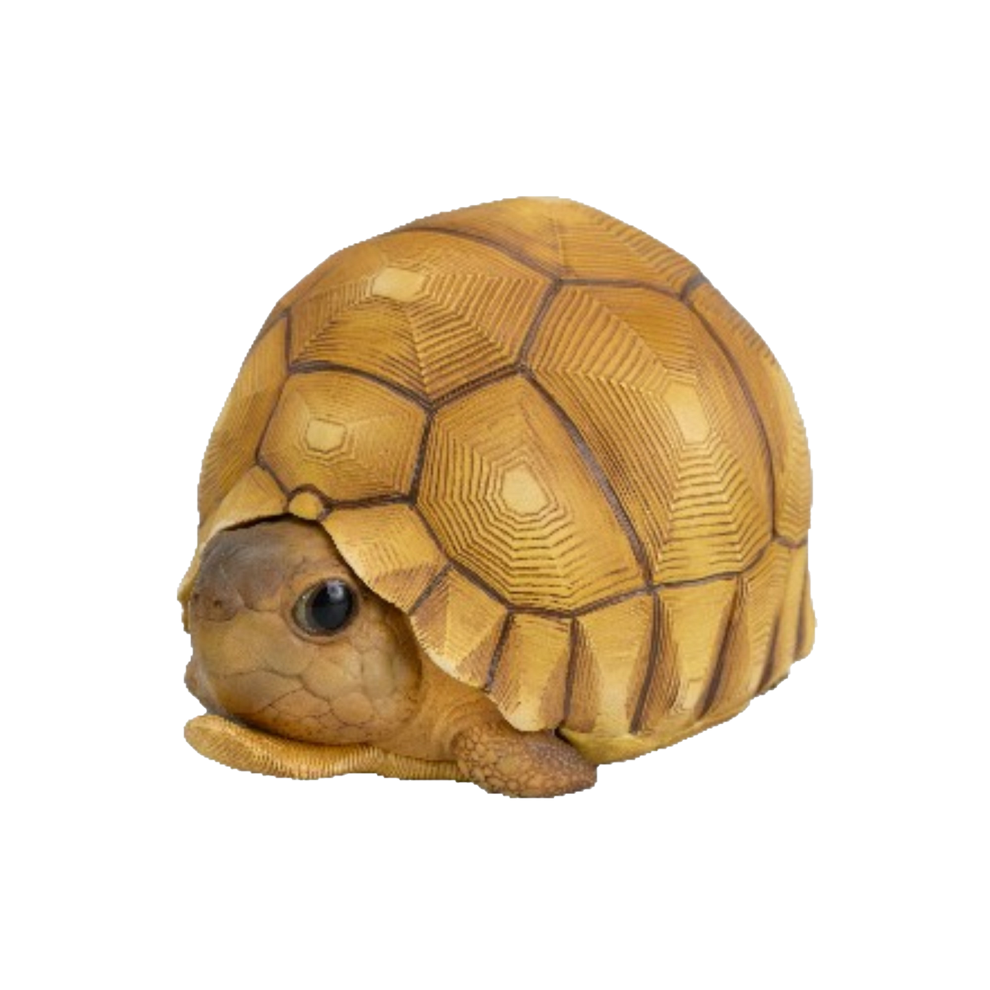 Angonoka Tortoise | Astrochelys Yniphora