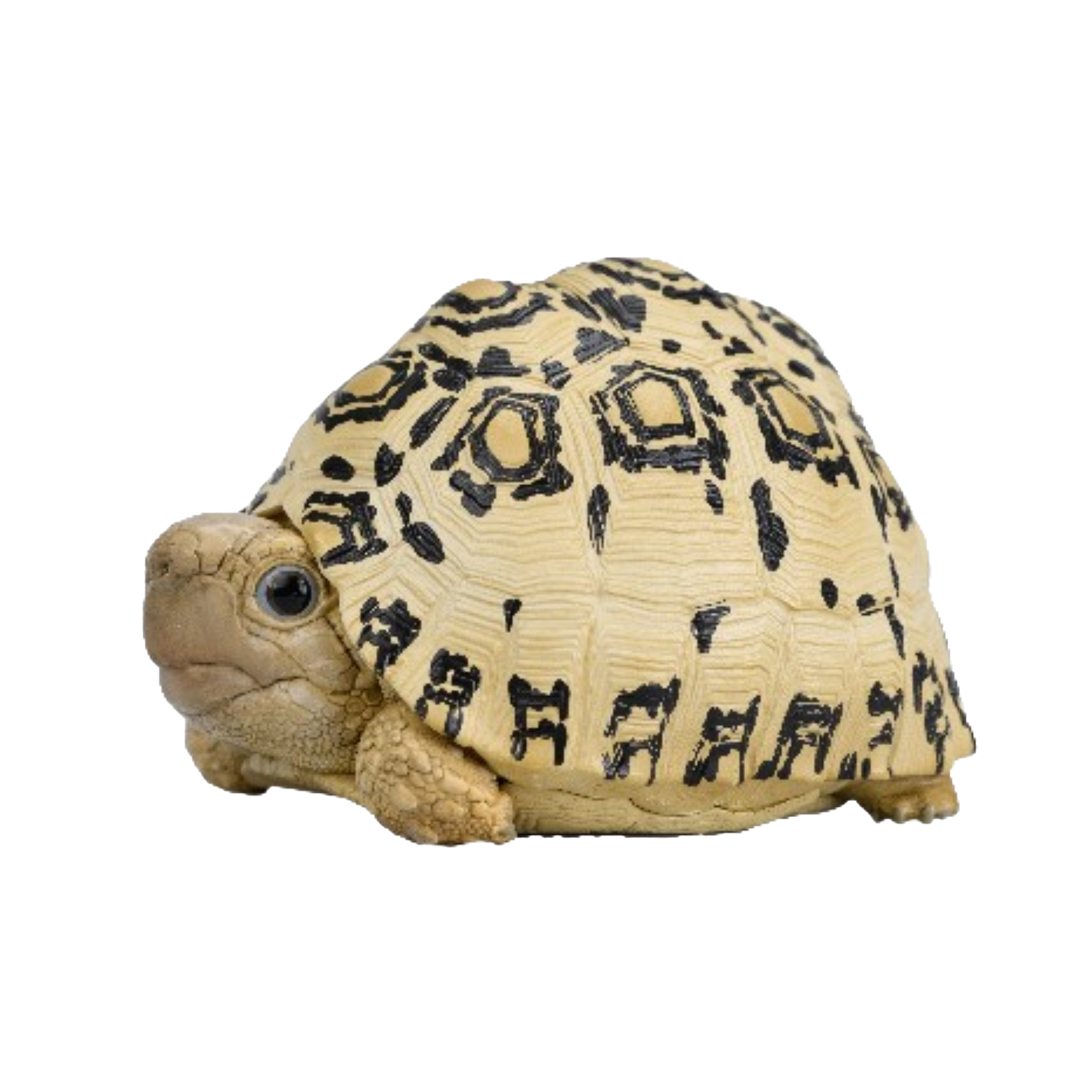 Leopard Tortoise | Stigmochelys Pardalis