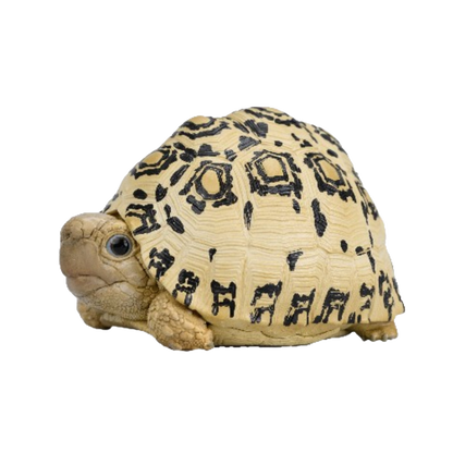 Leopard Tortoise | Stigmochelys Pardalis