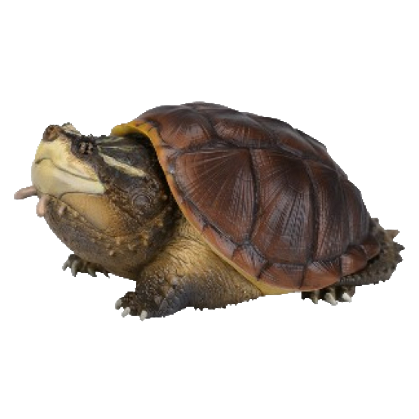 Central American Snapping Turtle | Chelydra Rossignonii