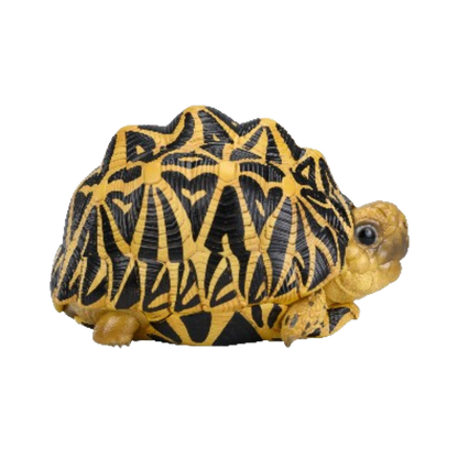 Indian Star Tortoise | Geochelone Elegans