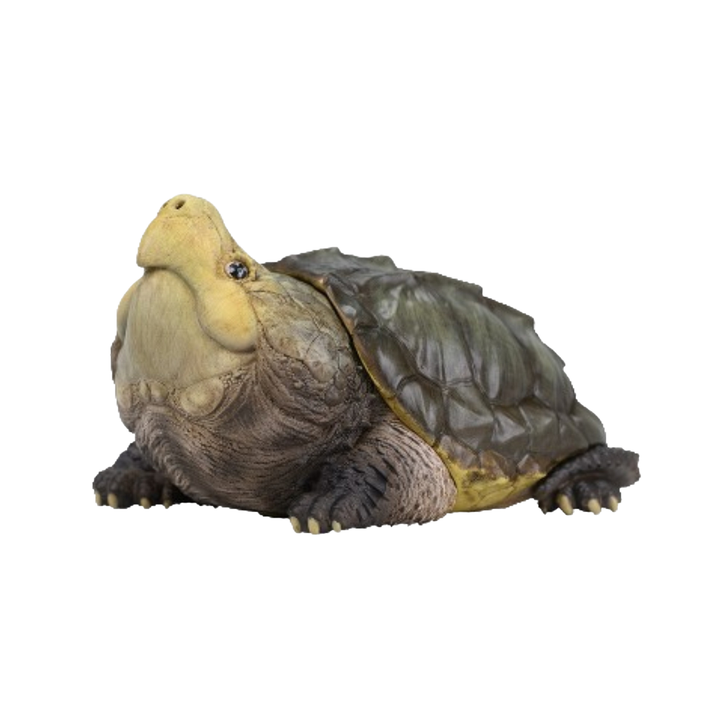 Alligator Snapping Turtle |  Macrochelys Temminckii