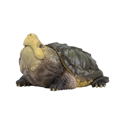 Alligator Snapping Turtle |  Macrochelys Temminckii