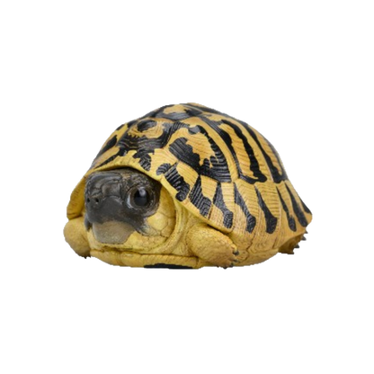 Hermann's Tortoise | Testudo Hermanni