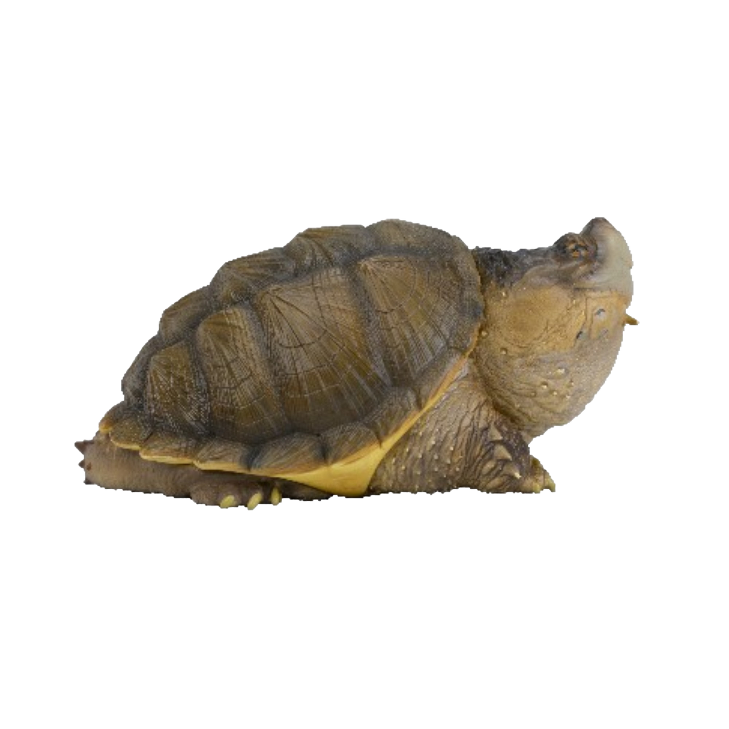 Common Snapping Turtle | Chelydra Serpentina