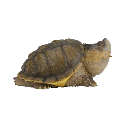 Common Snapping Turtle | Chelydra Serpentina
