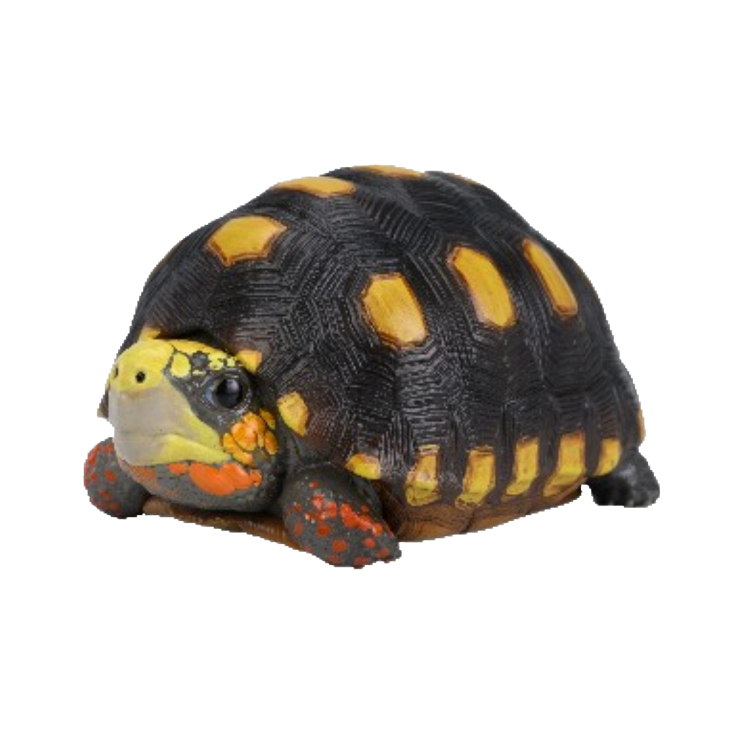 Red-footed Tortoise | Chelonoidis Carbonarius