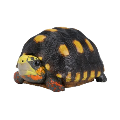 Red-footed Tortoise | Chelonoidis Carbonarius