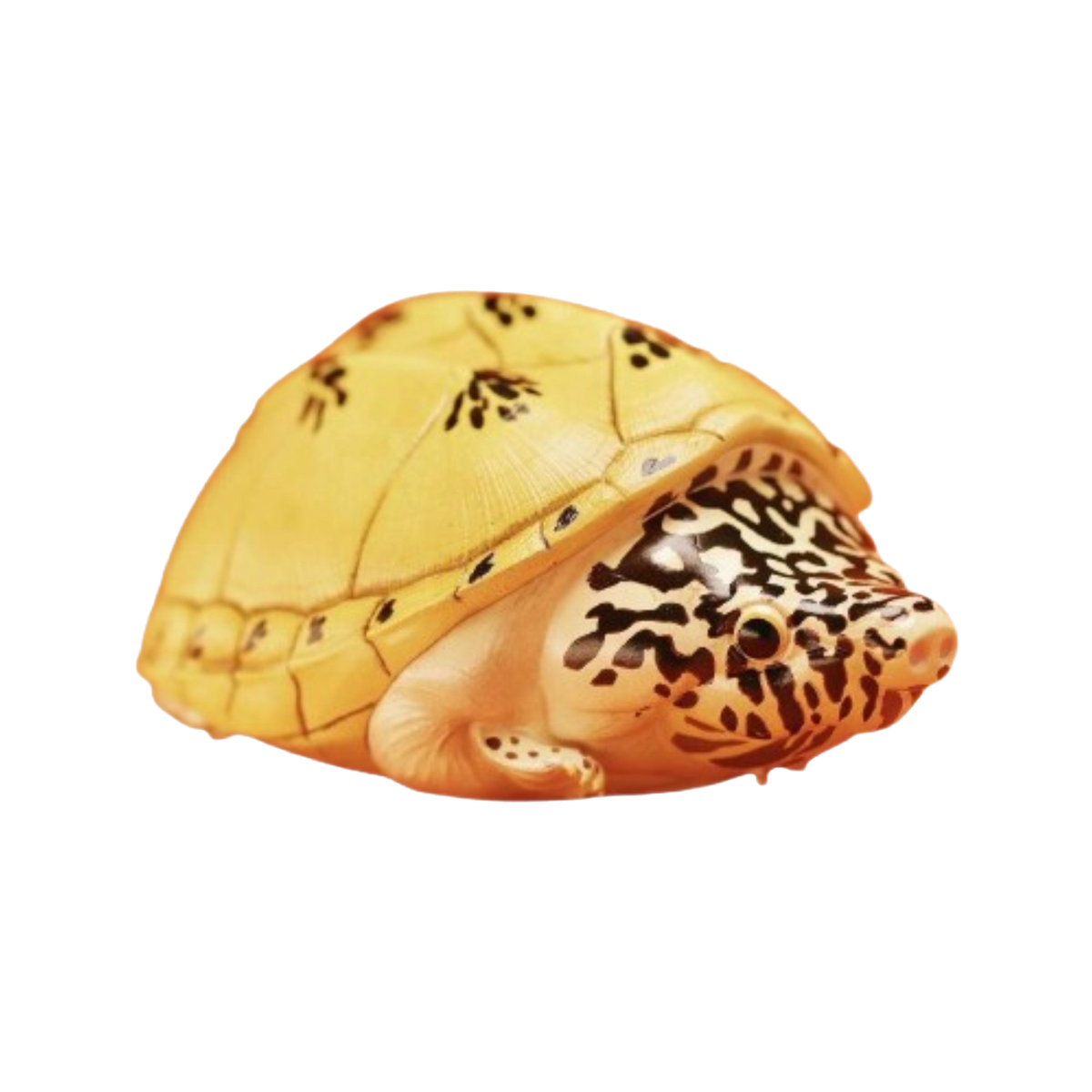 Mexican Giant Musk Turtle | Staurotypus Triporcatus