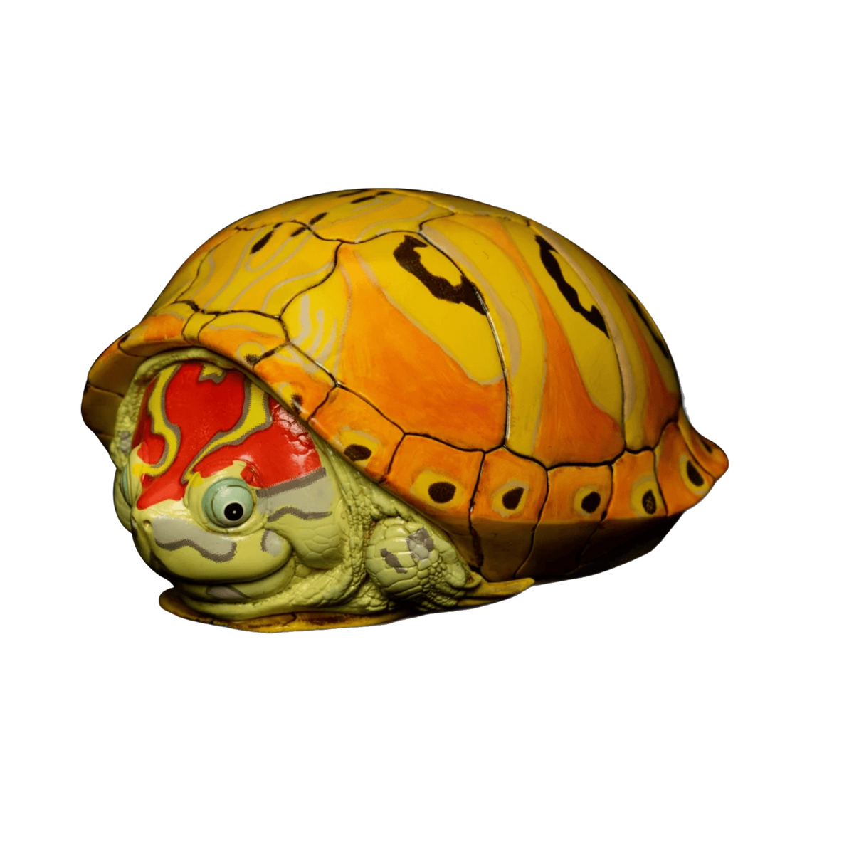 Trachemys Turtle | Trachemys Species