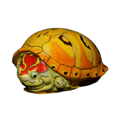 Trachemys Turtle | Trachemys Species