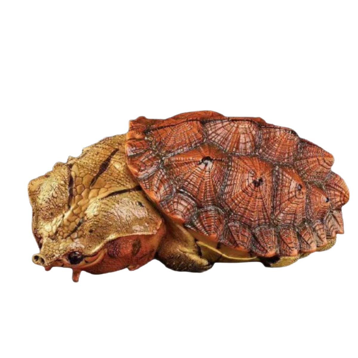 Mata Mata Turtle (Red) | Chelus Fimbriatus