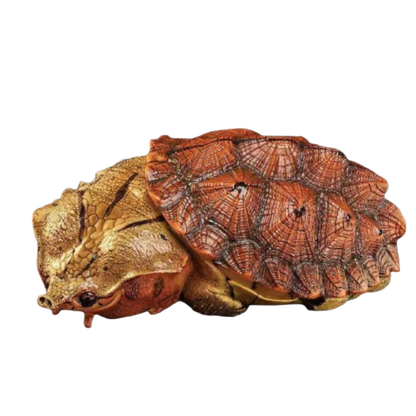 Mata Mata Turtle (Red) | Chelus Fimbriatus