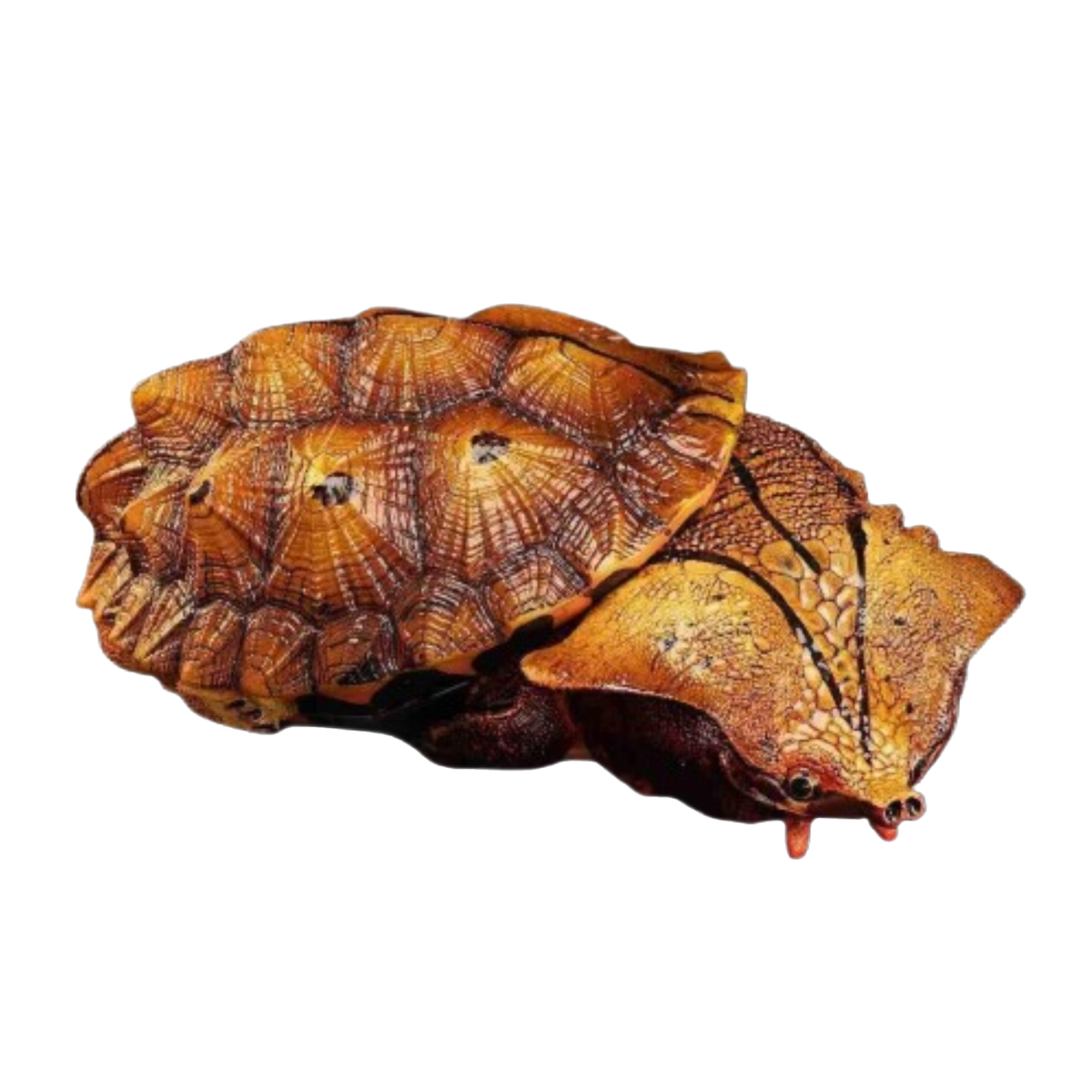 Mata Mata Turtle (Black) | Chelus Fimbriatus
