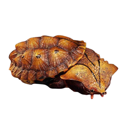 Mata Mata Turtle (Black) | Chelus Fimbriatus