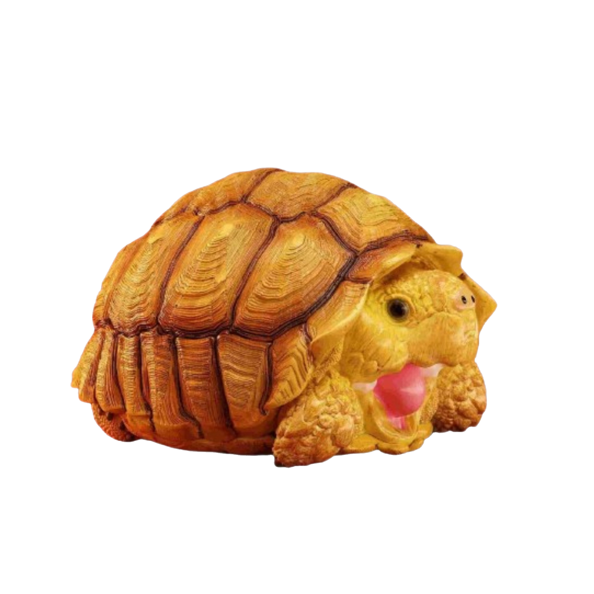 Sulcata Tortoise (Female) | Centrochelys Sulcata