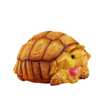 Sulcata Tortoise (Female) | Centrochelys Sulcata