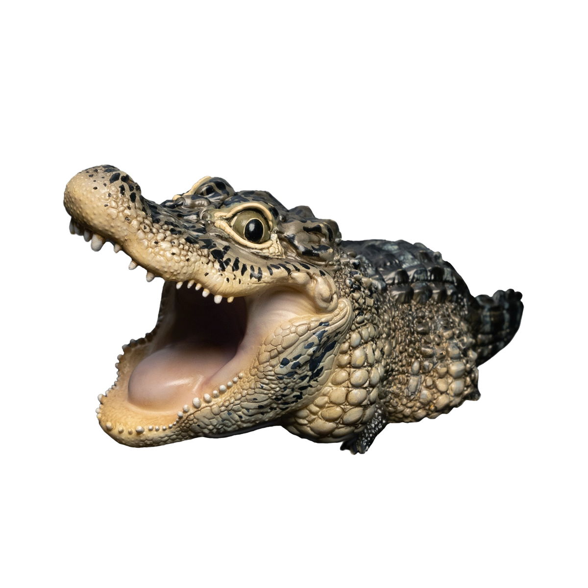 Chinese Alligator | Alligator Sinensis