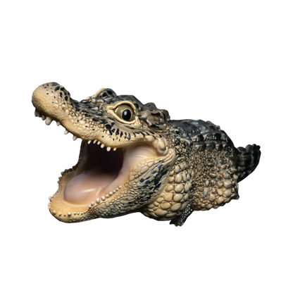 Chinese Alligator | Alligator Sinensis