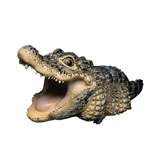 Chinese Alligator | Alligator Sinensis