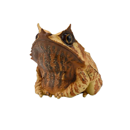 Long-nosed Horned Frog | Pelobatrachus Nasuta