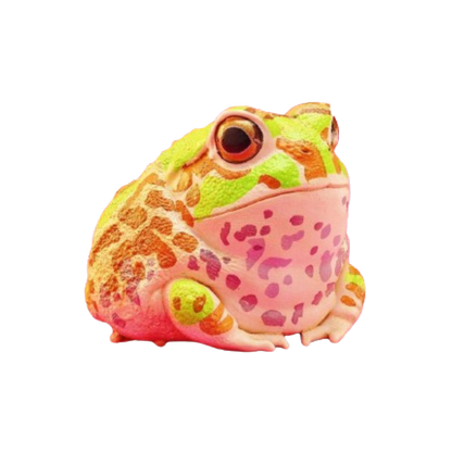 Chaco Horned Frog | Chacophrys Pierottii