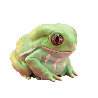 Waxy Monkey Tree Frog | Phyllomedusa Sauvagii
