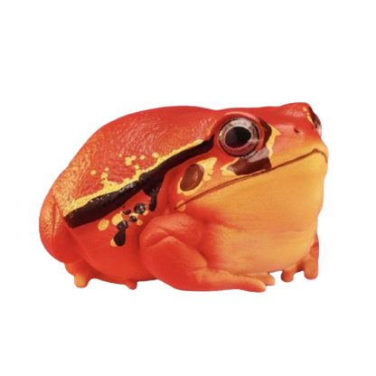 Tomato Frog | Dyscophus