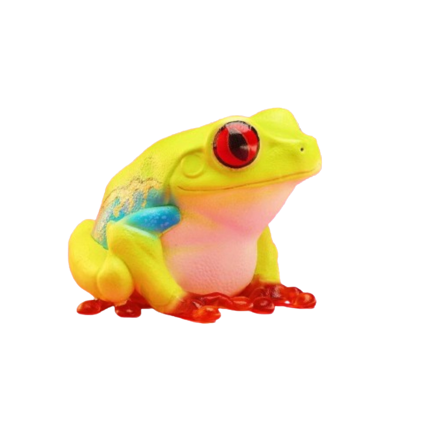 Red Eyed Tree Frog | Agalychnis Callidryas