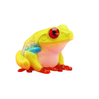 Red Eyed Tree Frog | Agalychnis Callidryas