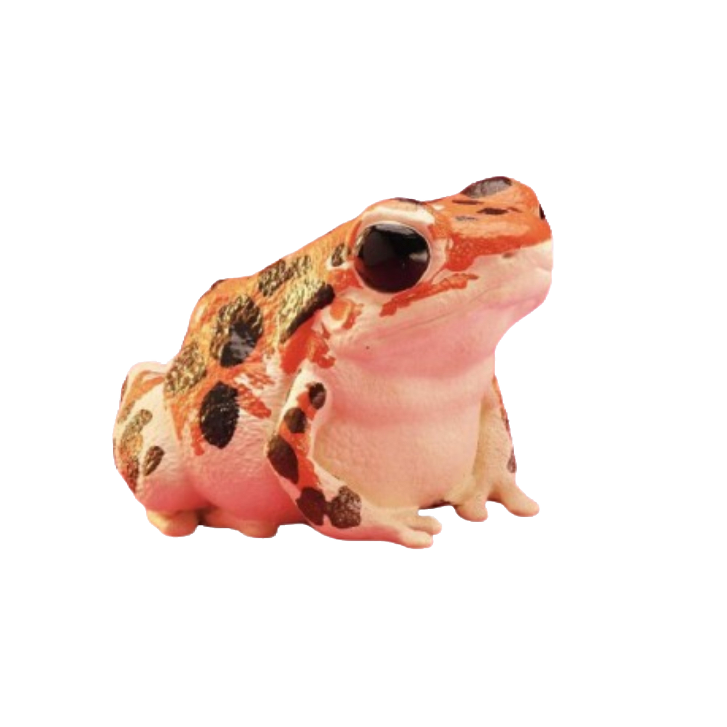 Strawberry Poison Dart Frog | Bastimentos