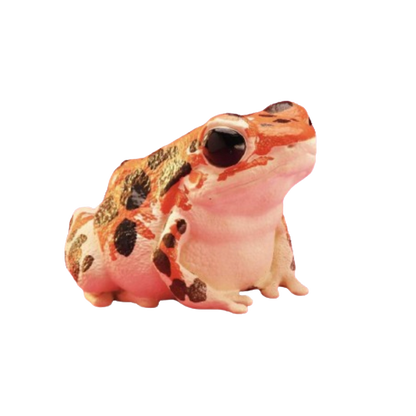 Strawberry Poison Dart Frog | Bastimentos