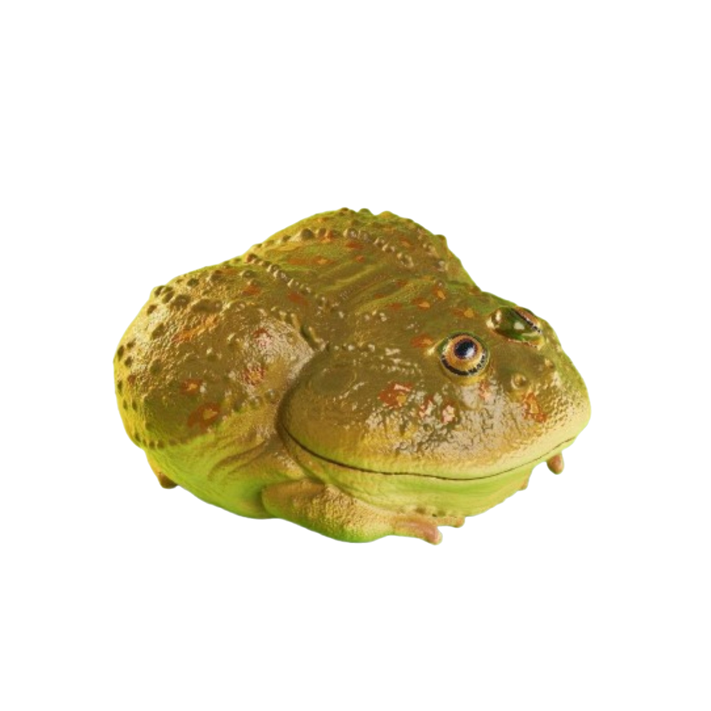 Budgett's Frog | Lepidobatrachus Laevis