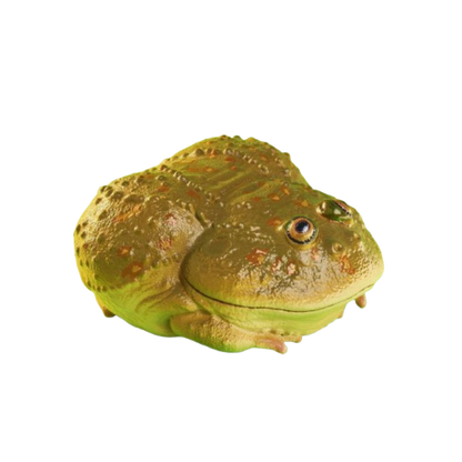 Budgett's Frog | Lepidobatrachus Laevis