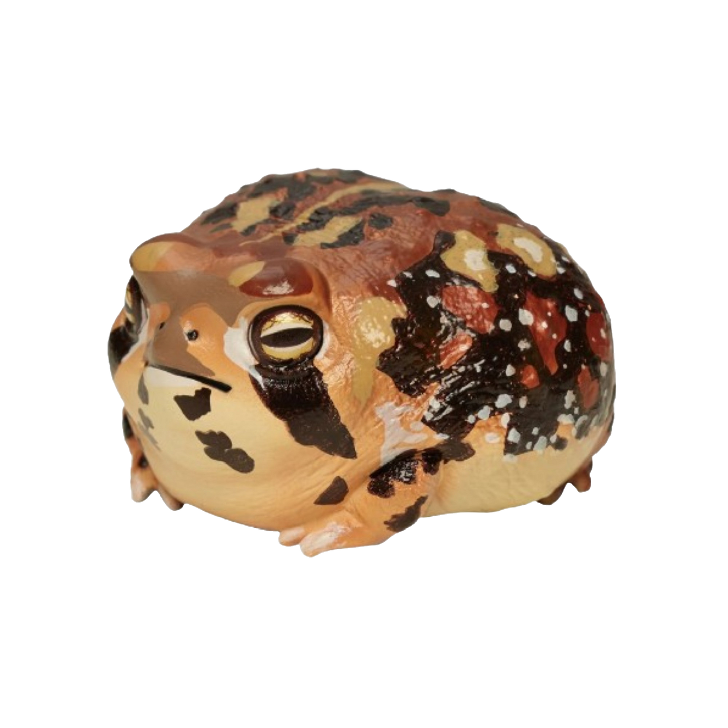 Rain Frog | Breviceps Adspersus