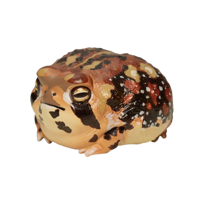 Rain Frog | Breviceps Adspersus