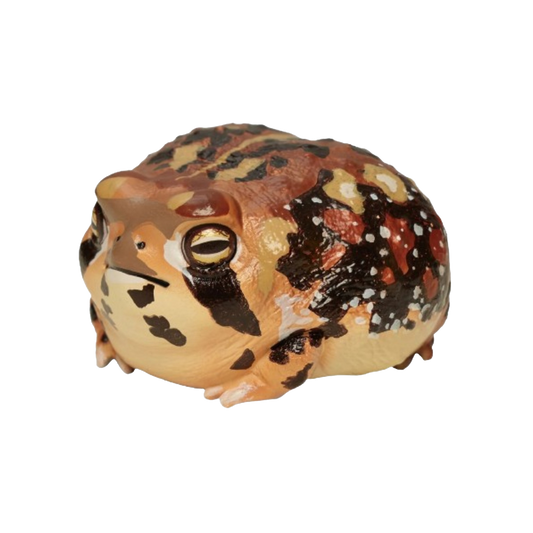 Rain Frog | Breviceps Adspersus