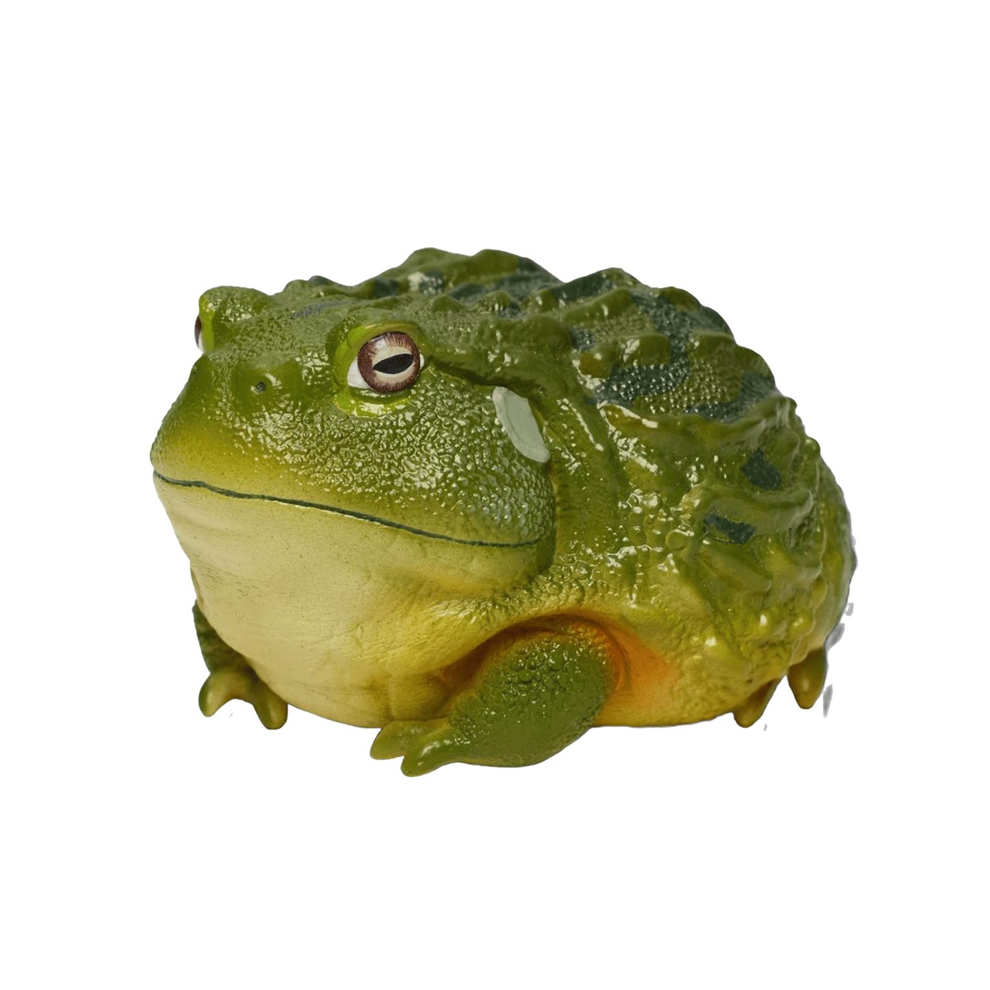 African Bullfrog | Pyxicephalus Adspersus