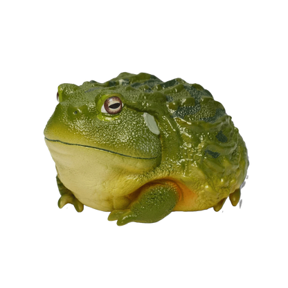 African Bullfrog | Pyxicephalus Adspersus