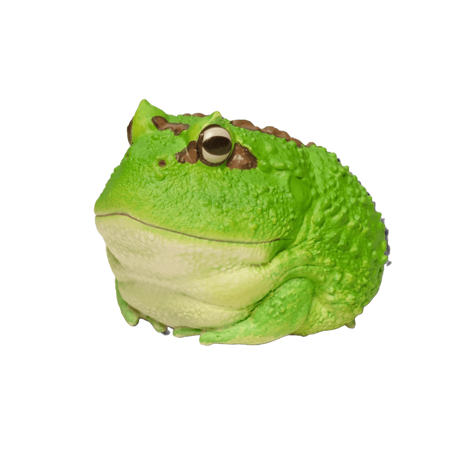 Cranwells Horned Frog | Ceratophrys Cranwelli