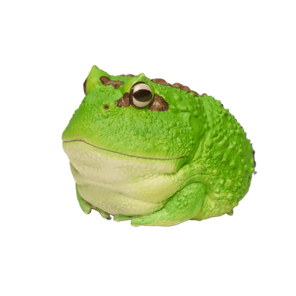Cranwells Horned Frog | Ceratophrys Cranwelli