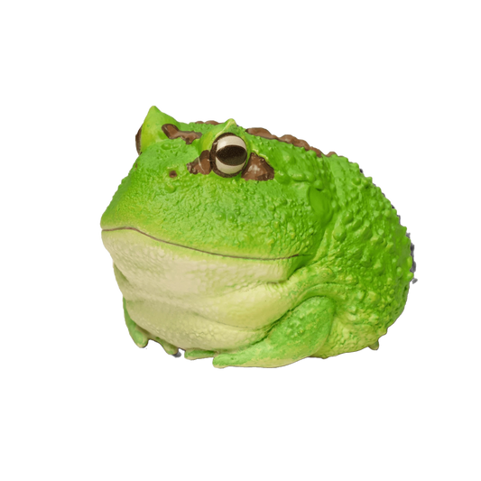 Cranwells Horned Frog | Ceratophrys Cranwelli