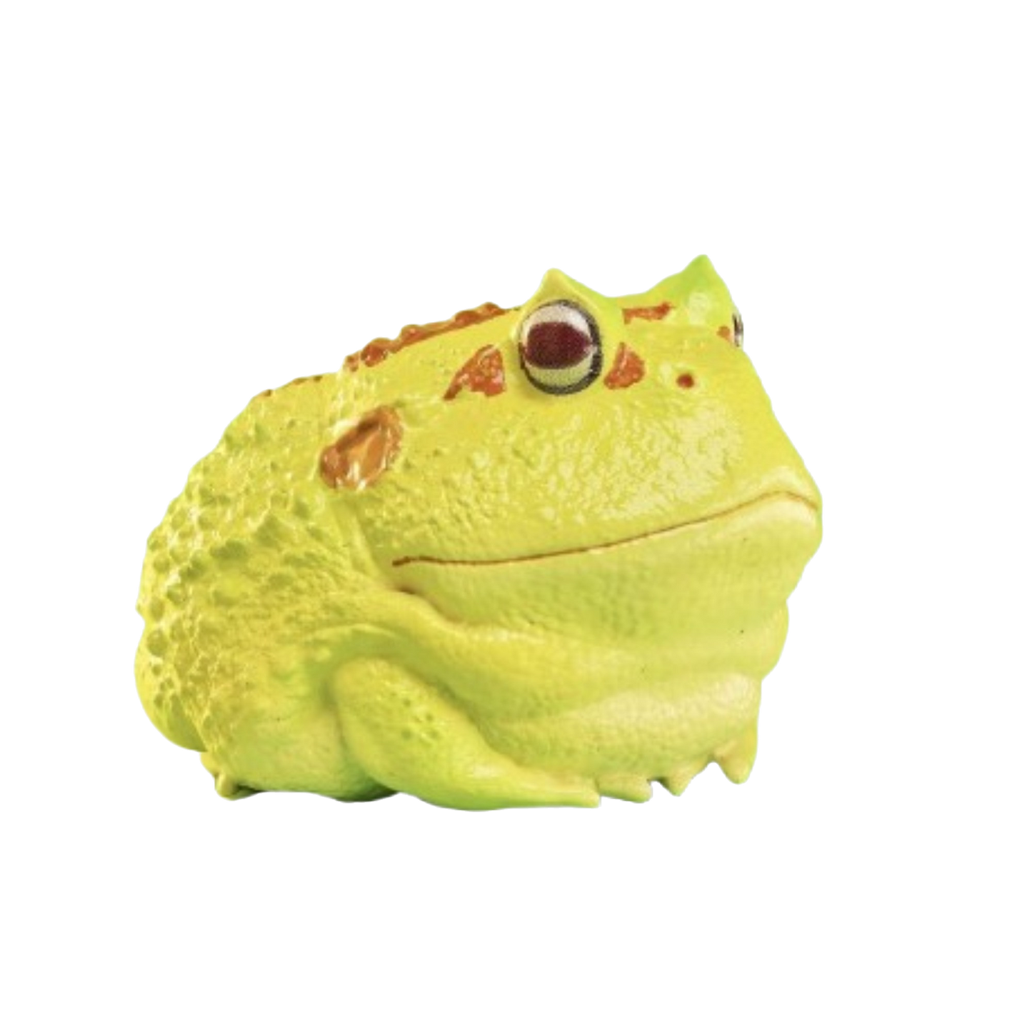 Cranwell’s Horned Frog (Albino) | Ceratophrys Cranwelli