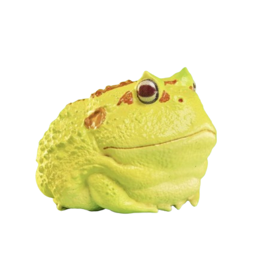 Cranwell’s Horned Frog (Albino) | Ceratophrys Cranwelli