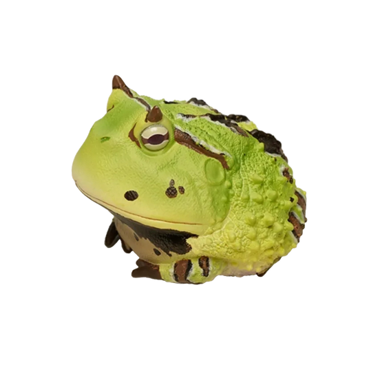Surinam Horned Frog (B Type)| Ceratophrys Cornuta