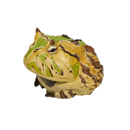 Surinam Horned Frog (A Type)| Ceratophrys Cornuta