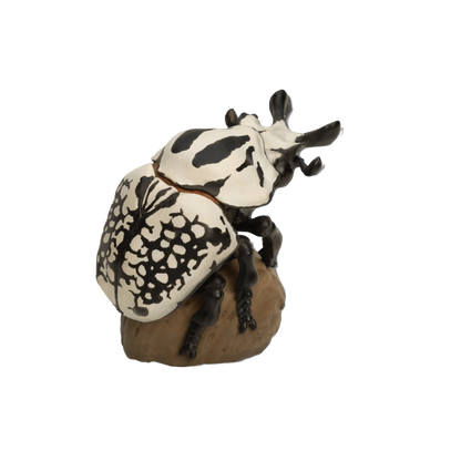 Eastern Goliath Beetle | Goliathus Orientalis