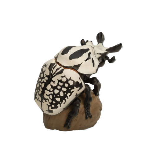 Eastern Goliath Beetle | Goliathus Orientalis